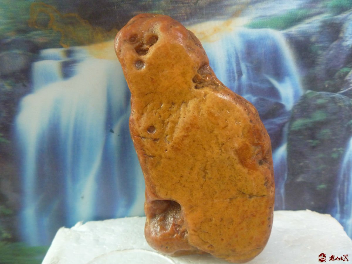 “金丝猴”定格在石头上